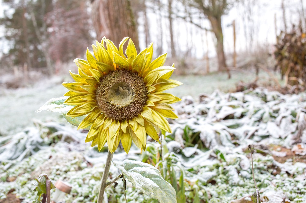 Quels sont les poires d'hiver ?