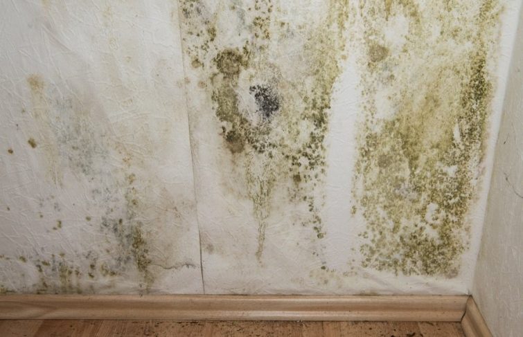 Comment font les professionnels pour retirer les traces d’humidité sur les murs ?