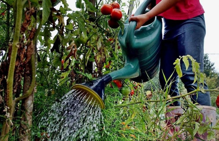 Désherbage, tailles et coupes : comment réussir ses travaux de jardinage ?