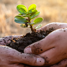 Jardinage éco-responsable : nos astuces pour un jardin durable