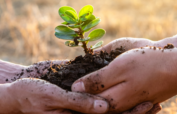 Jardinage éco-responsable : nos astuces pour un jardin durable