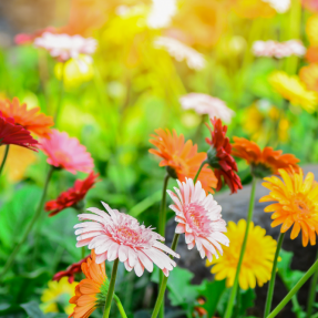 Nos conseils pour créer un jardin hypoallergénique