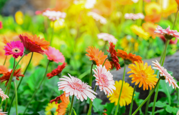 Nos conseils pour créer un jardin hypoallergénique