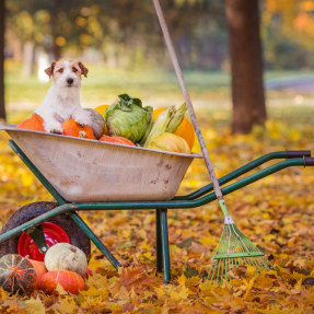 Entretenir son jardin en automne : les 8 étapes clés