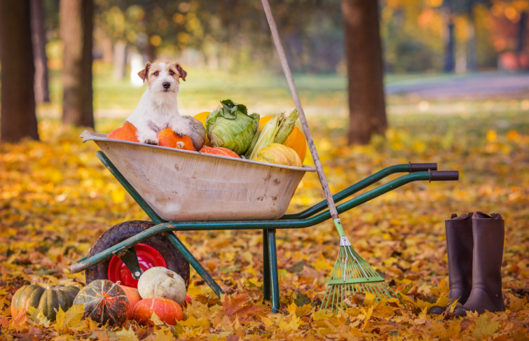 Entretenir son jardin en automne : les 8 étapes clés