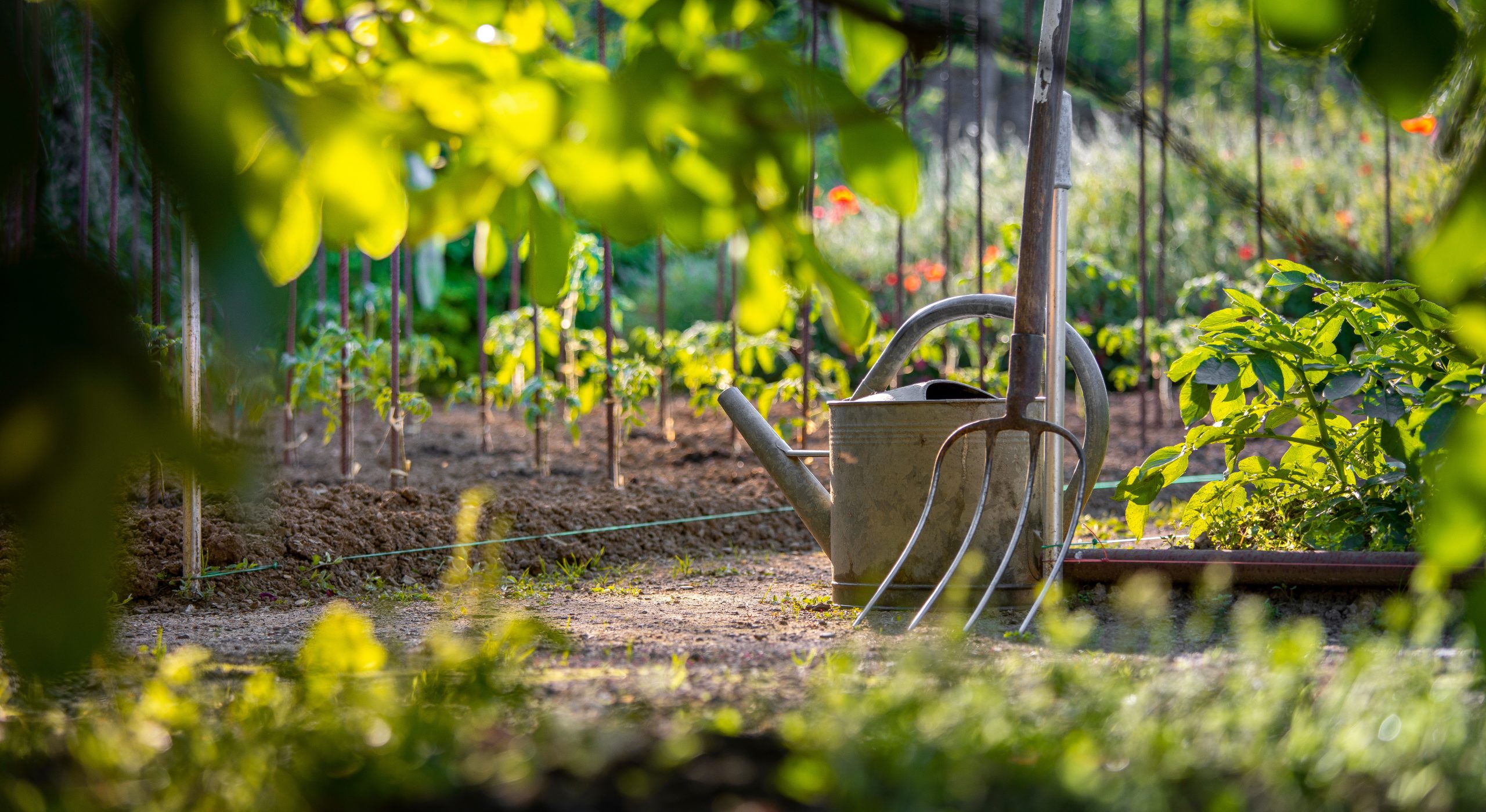 potager